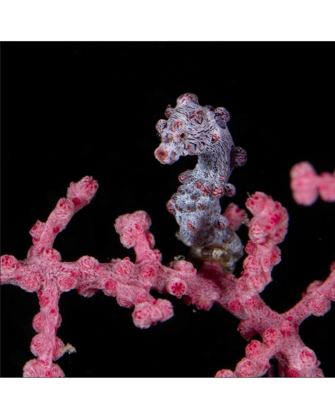 Pink Pygmy Seahorse