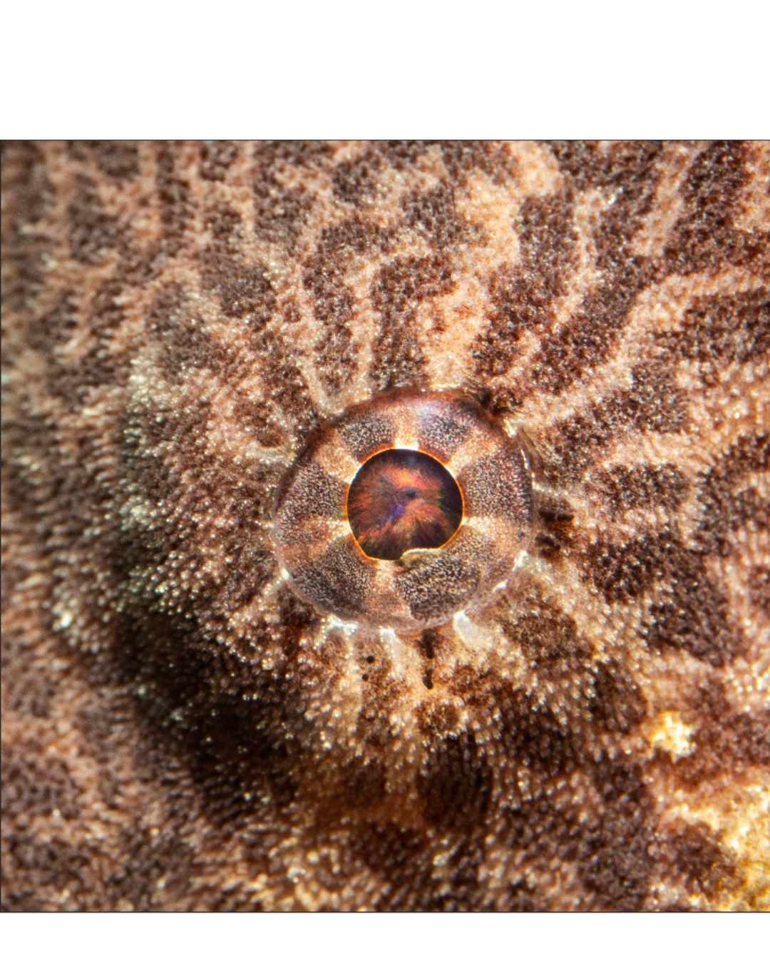 Giant Frogfish Eye